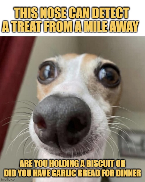 I know what you did last dinner meme