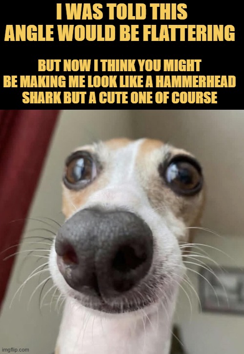 Under the sea but make it dog meme