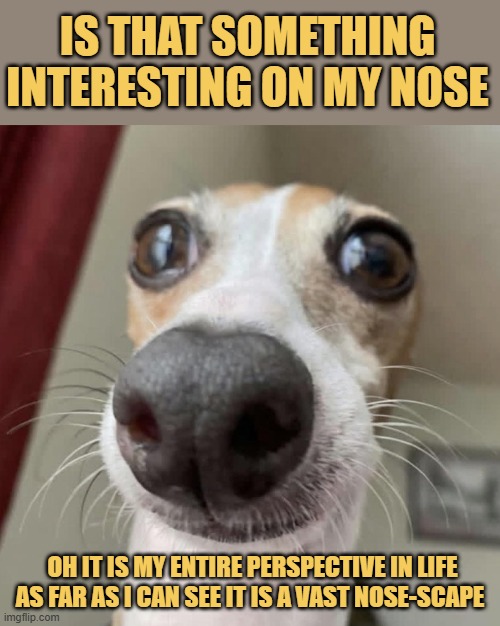 Living in a wide angle world 