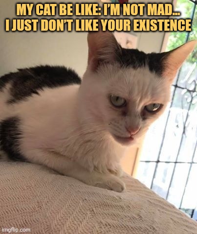 My cat doesn't like me at all