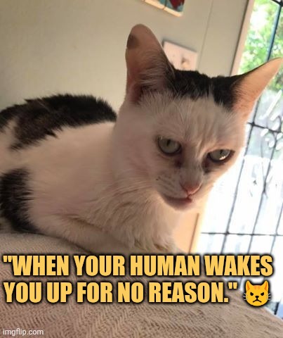 My cats face after i wake him up