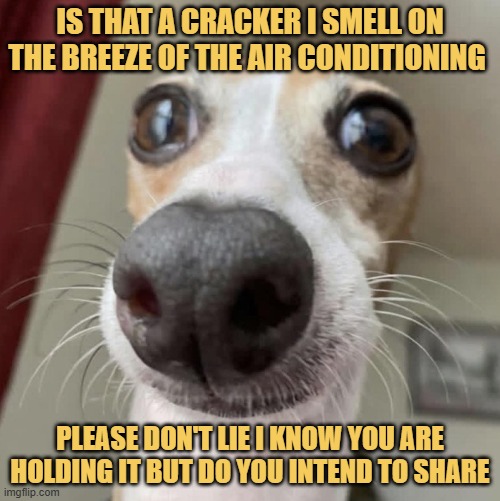 Catching the salty wind meme