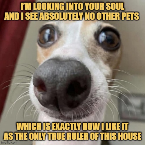 There can be only one

 meme