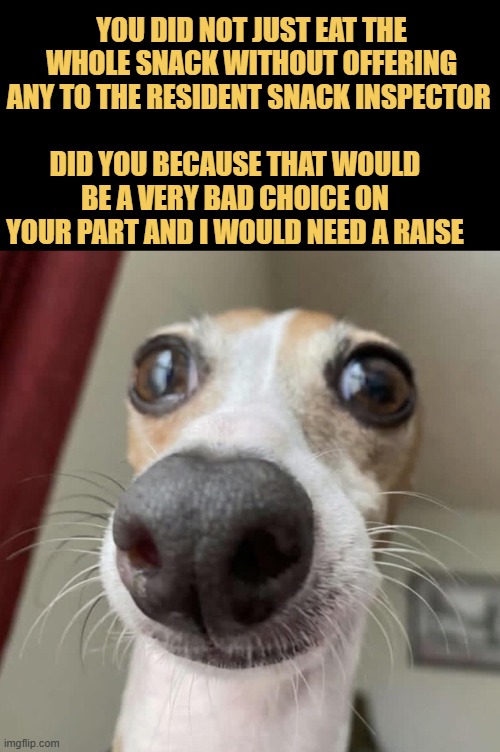 Filing a formal grievance meme