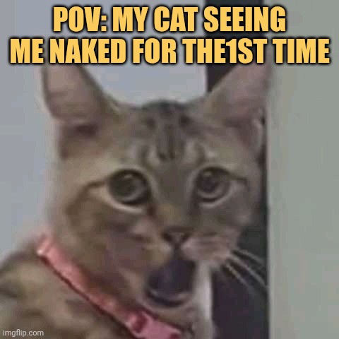 My cat is in absolute shocked