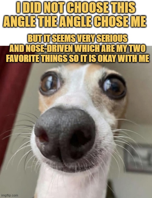 Destination reached by nose first LOL  meme