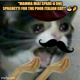 Cat wants one Meat ball
