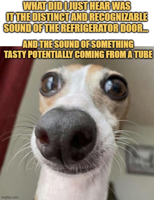 Frequency tuned to the fridge meme