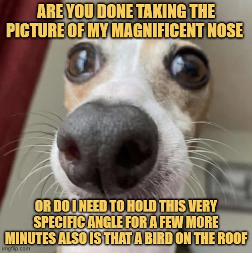 Professional posing is exhausting me  meme