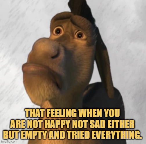 I am confused donkey