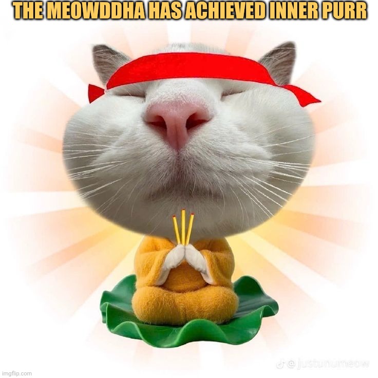 Meowddha
