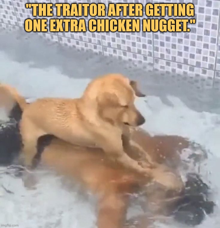 That traitor of nuggets