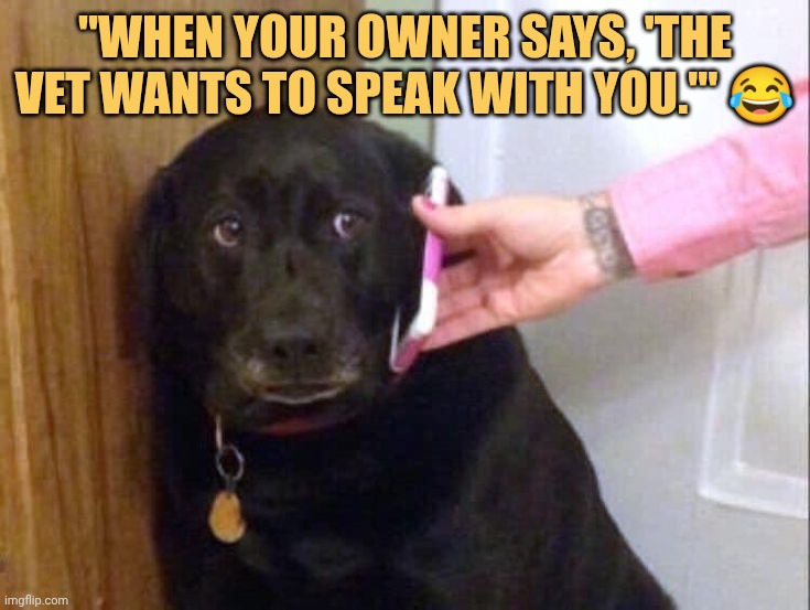 Dog is scared of his vet