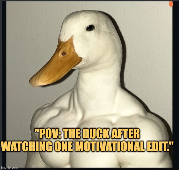 duck got motivated meme