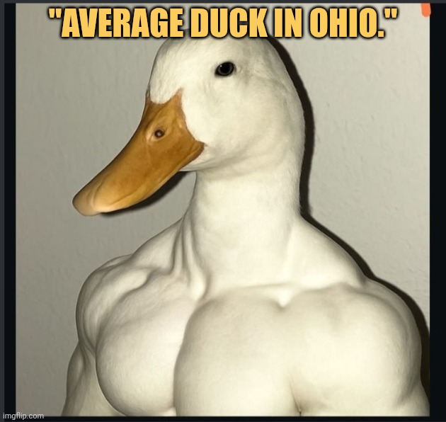Average duck in ohio