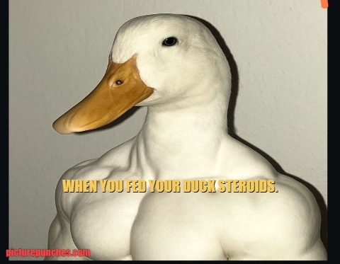 duck on steroids.