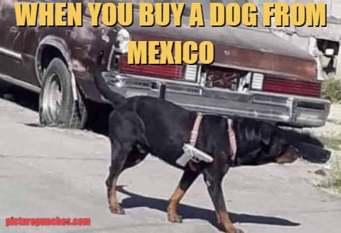 most violent dogs meme