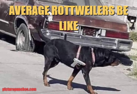 most violent dog breed meme