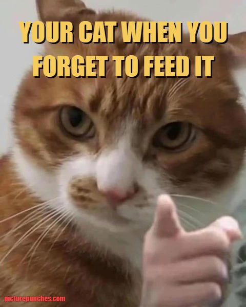 feed the cat meme