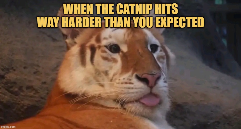 Had a great nap meme