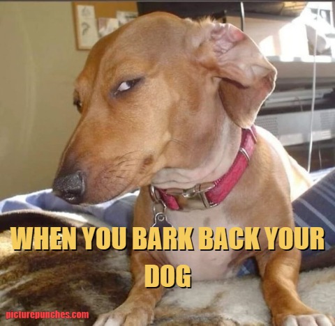 dog language meme