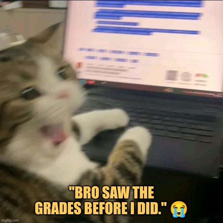 brooo don't see my gradessssss meme