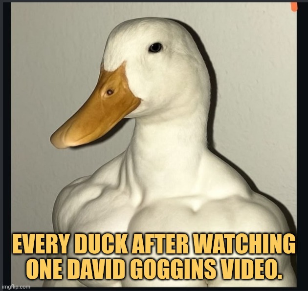 even ducks got motivated lol meme