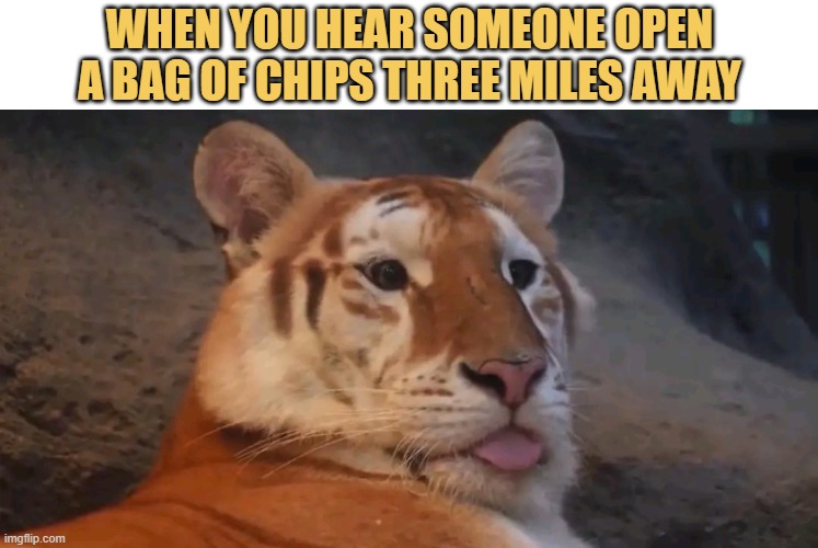 Give me some chips please or I will make you my snack bitch 