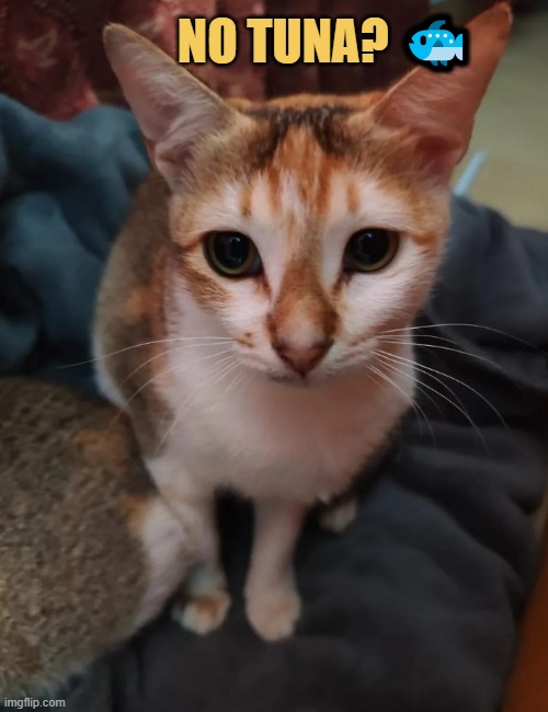 Every time my cat see me  meme