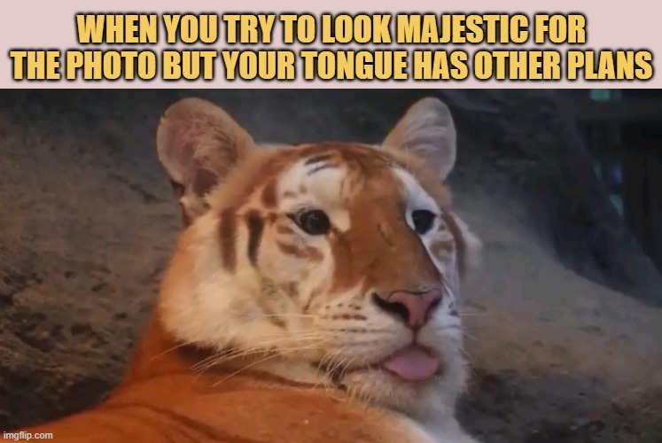 Now I end up looking dumb as fuck 