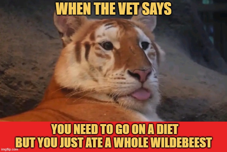 I don't like my vet  meme