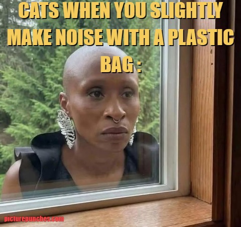 stupid cat meme