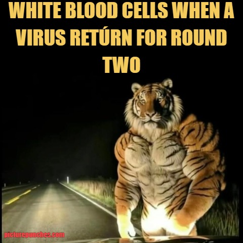 strong blood cell meme