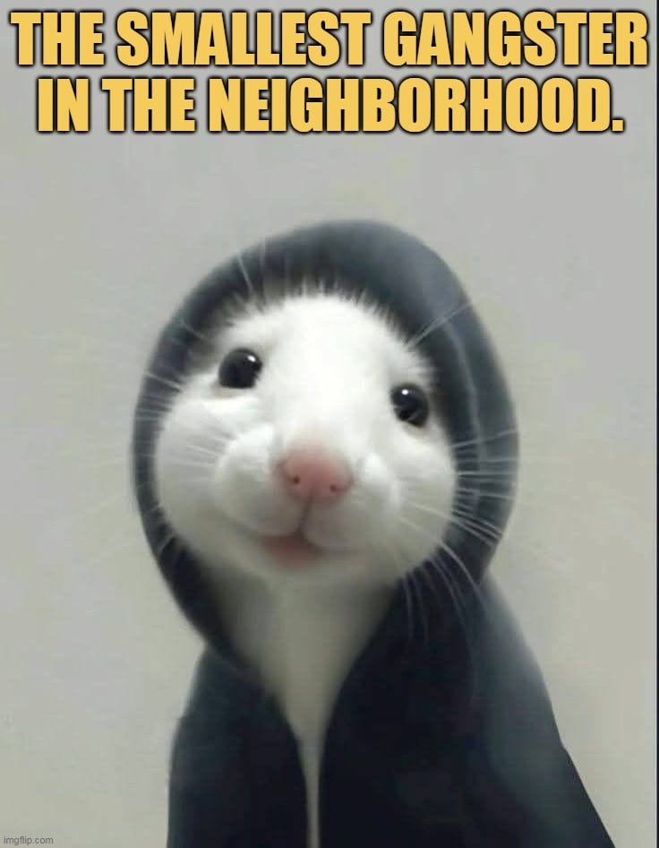 But gangster is so cute