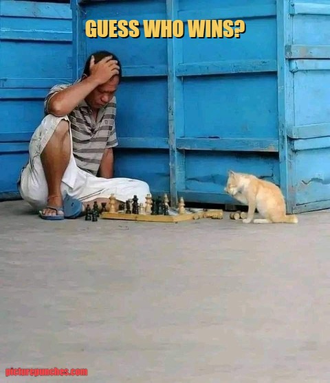 pick your winner meme