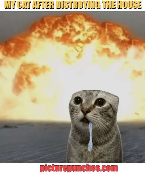 now my cat acts innocent meme