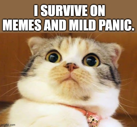  I survive on memes and mild panic.