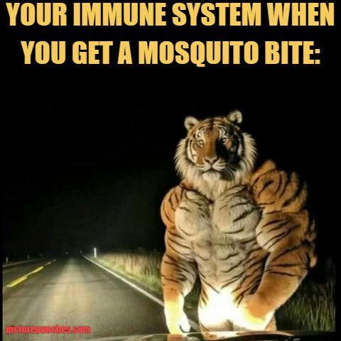 immunity level up meme