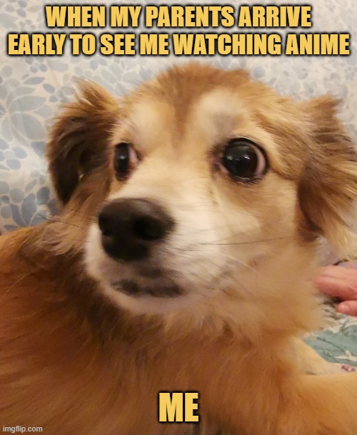 illegal anime meme