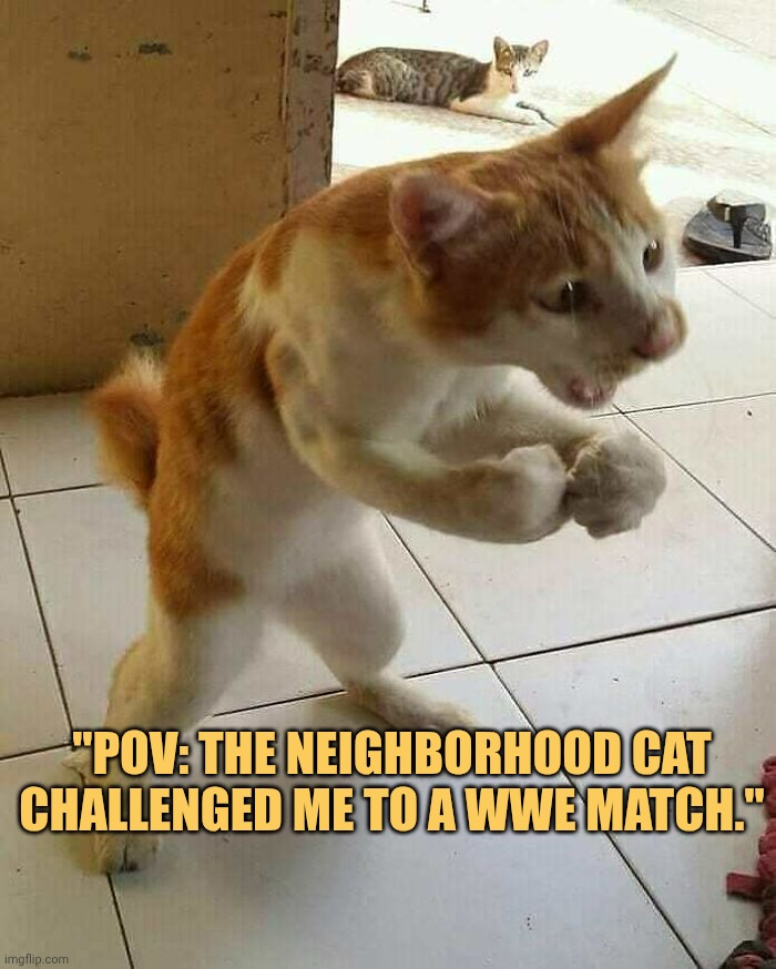 The cat mood is on wrestling today