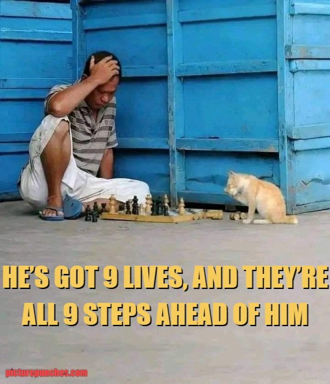 Losing with a cat