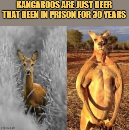Kangaroos are Deers 