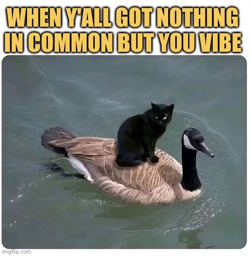 When y'all got nothing in common but you vibe