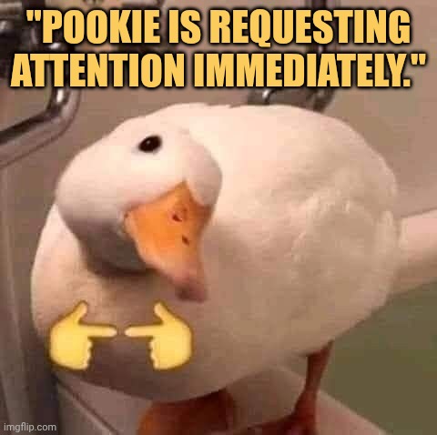 give hersome attention meme