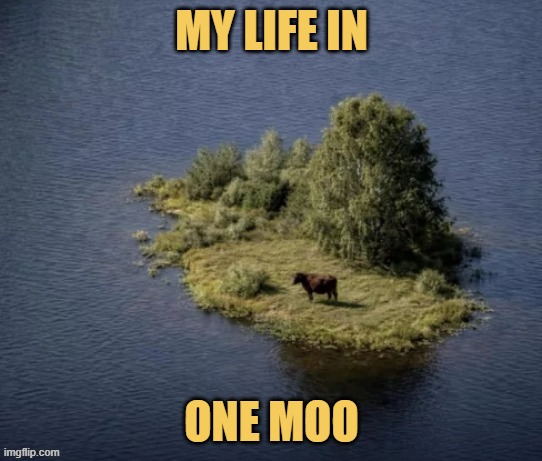 I be mooing meme