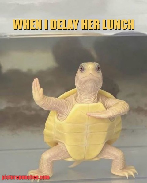 my pet turtle meme