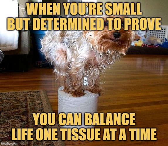 When you’re small but determined to prove