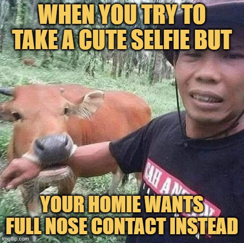 Cow kiss meme