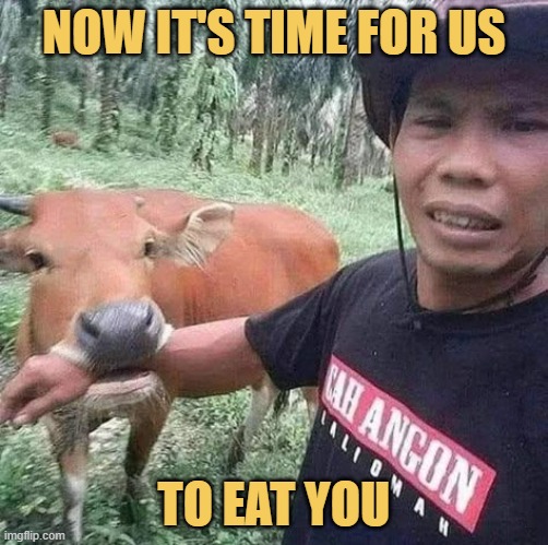 Bro, cow, moo and let it go ... meme