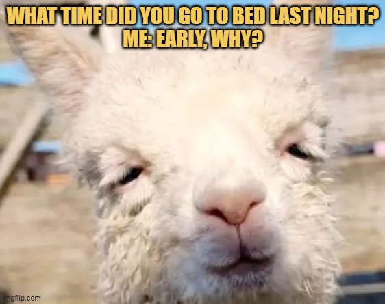 Why are you asking me this???  meme